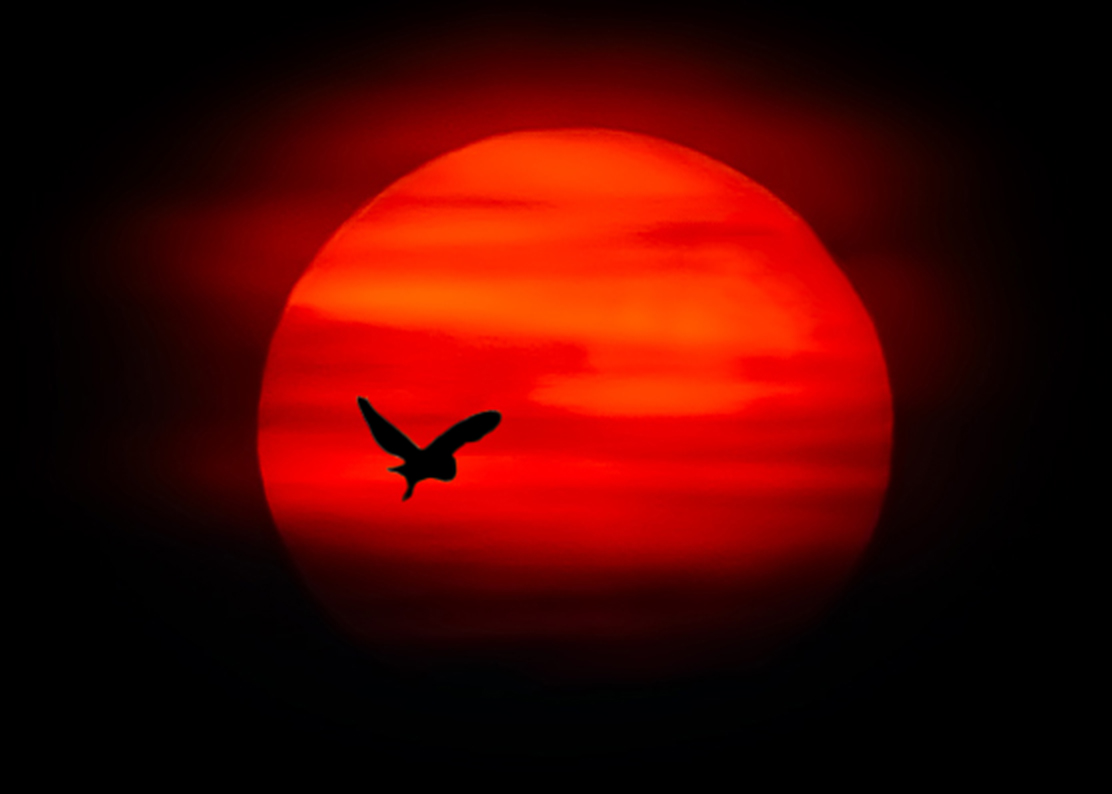 Owl at Sunset, North Downs